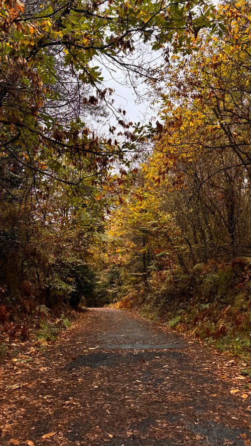 Free Peaceful autumn forest with a leaf-covered path under colorful foliage. Stock Photo