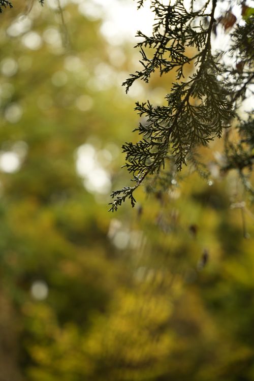 Free A calming close-up of a tree branch with blurred foliage displaying autumn colors. Stock Photo