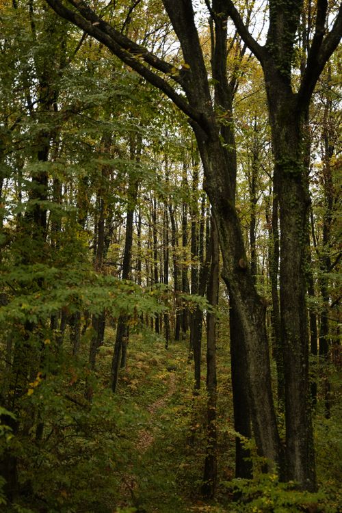 Free Explore the tranquility of a forest path surrounded by lush autumn foliage. Perfect for nature lovers. Stock Photo