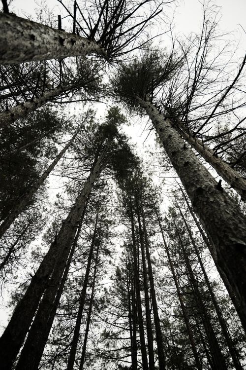 Free A dramatic view of towering pine trees captured from below in monochrome. Stock Photo