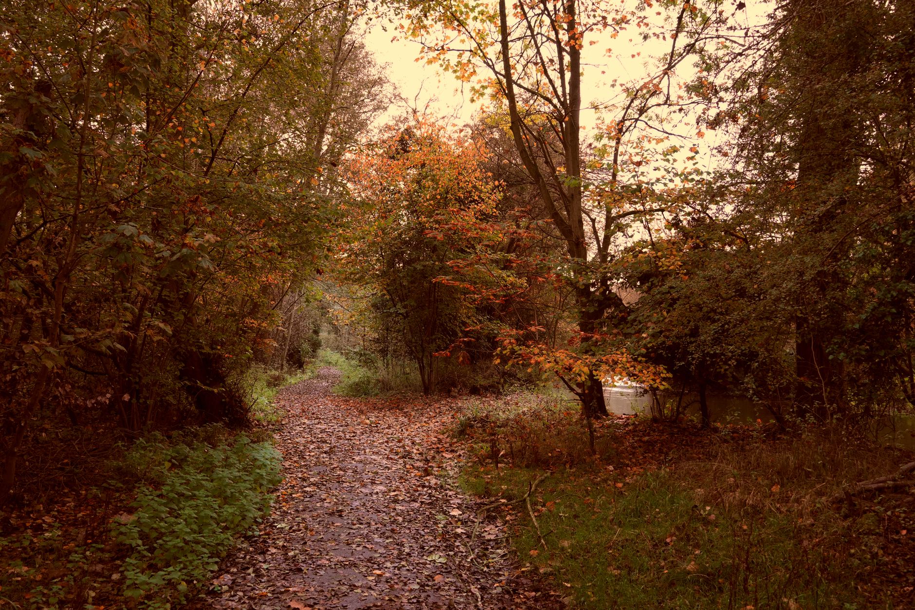 A muddy woodland ramble