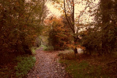 Free Peaceful woodland path in England during autumn, with vibrant fall foliage and serene atmosphere. Stock Photo