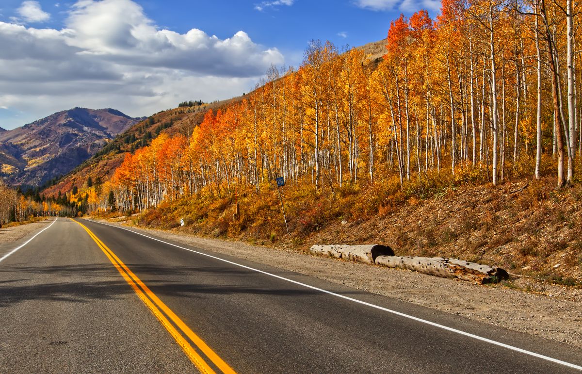 Wasatch aspens fall foliage