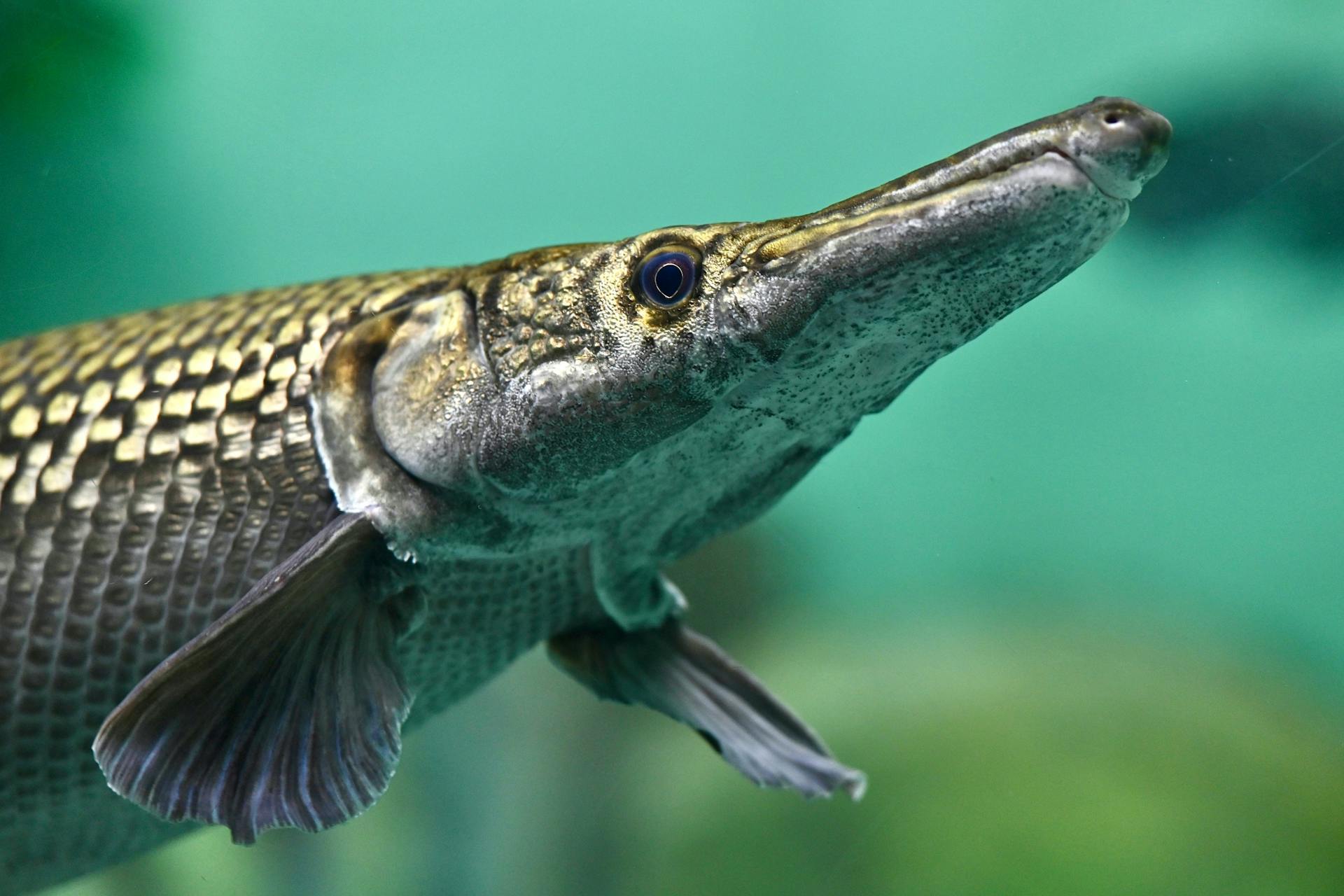 Alligator Gar Fish