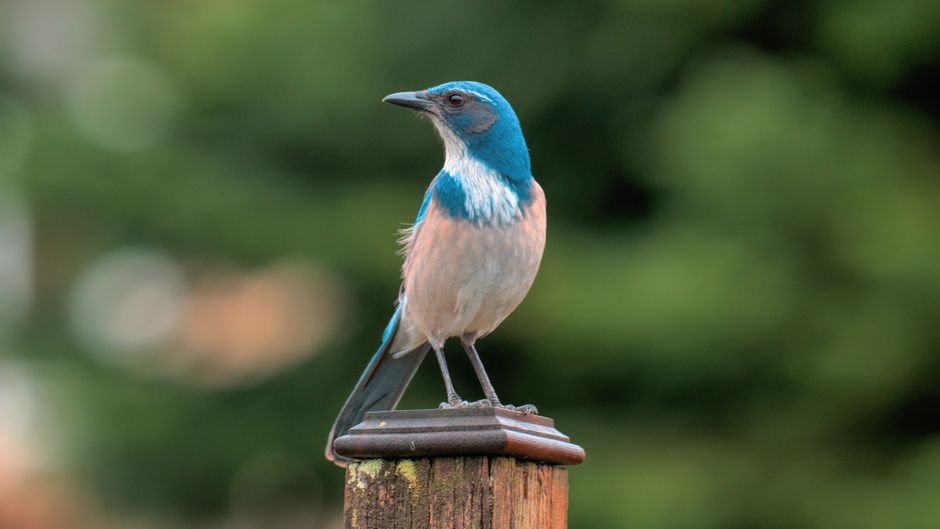 A Western Scrub Jay standing on a post amidst a natural green backdrop in Lacey, Washington.