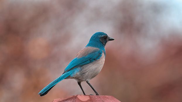 Western scrub jay captured outdoors in Lacey, Washington, showcasing vivid blue plumage.