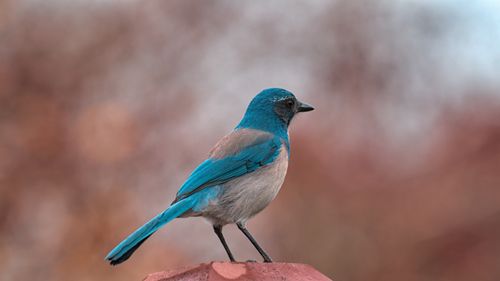 Free Western scrub jay captured outdoors in Lacey, Washington, showcasing vivid blue plumage. Stock Photo