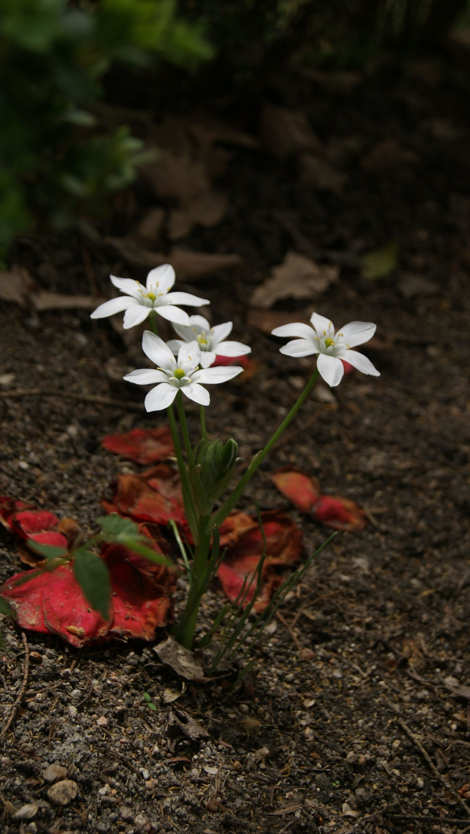 Close-up of white Star of Bethlehem flowers (Ornithogalum umbellatum) amidst fallen leaves in a Madrid garden.