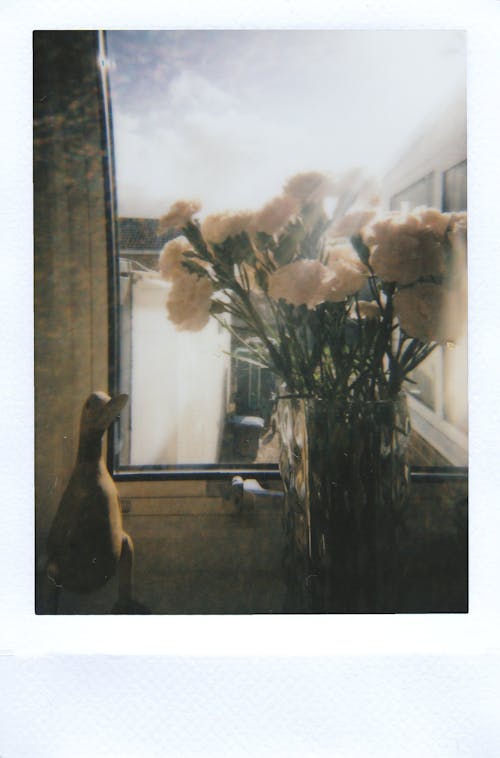 Základová fotografie zdarma na téma fotka, jemný, květiny