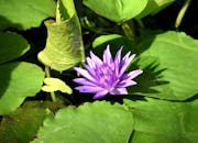 宁静的英国池塘里，盛开着明亮的紫色睡莲，四周环绕着郁郁葱葱的绿叶