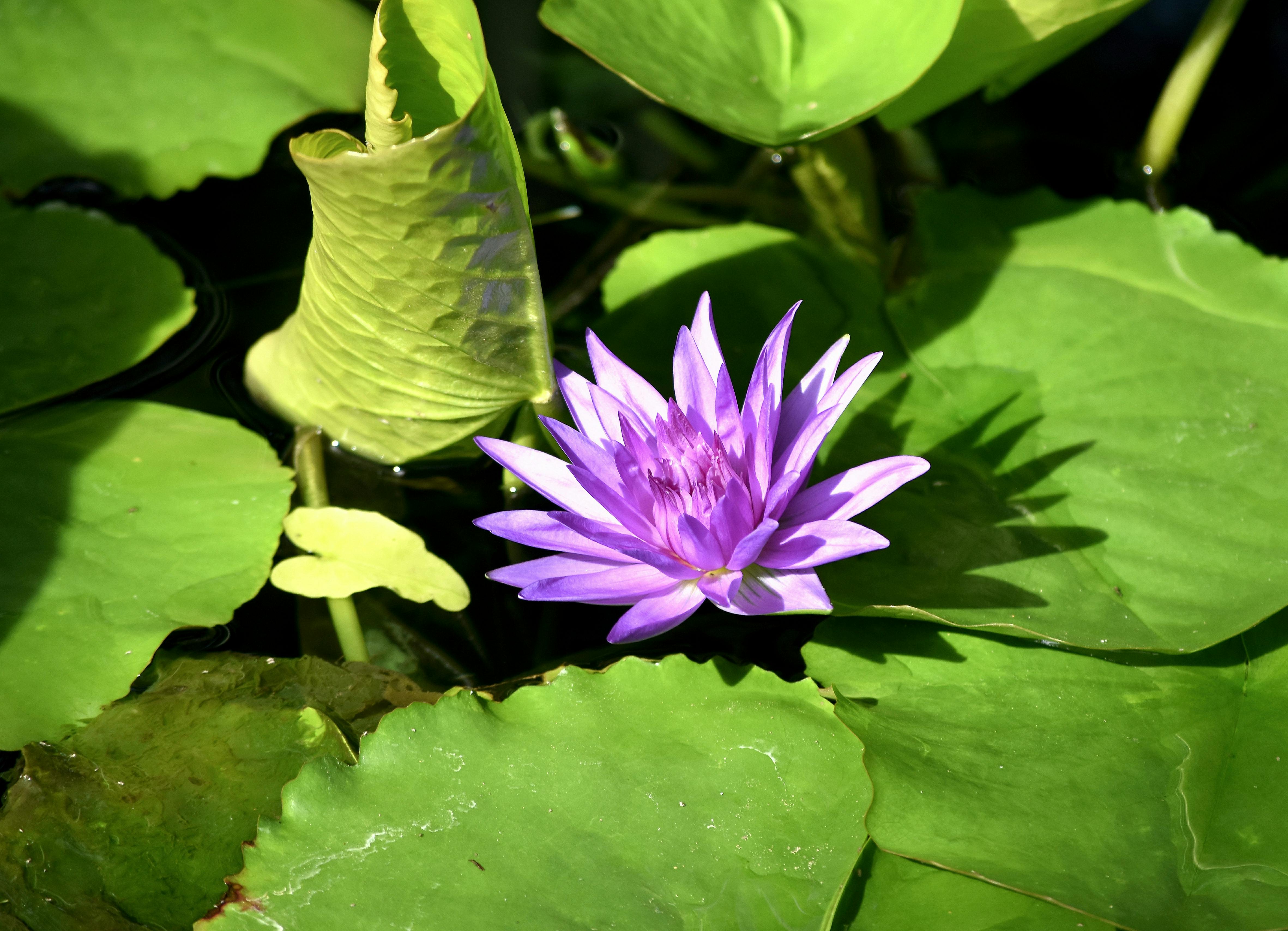 花在水面上 免费素材图片