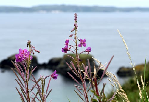 Free stock photo of coast, pink, plants