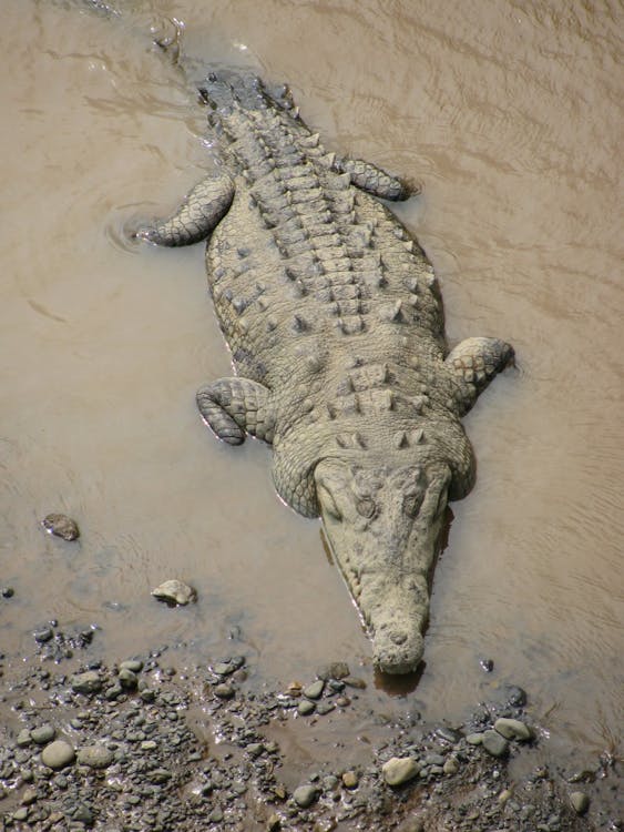 Free stock photo of crocodile Stock Photo