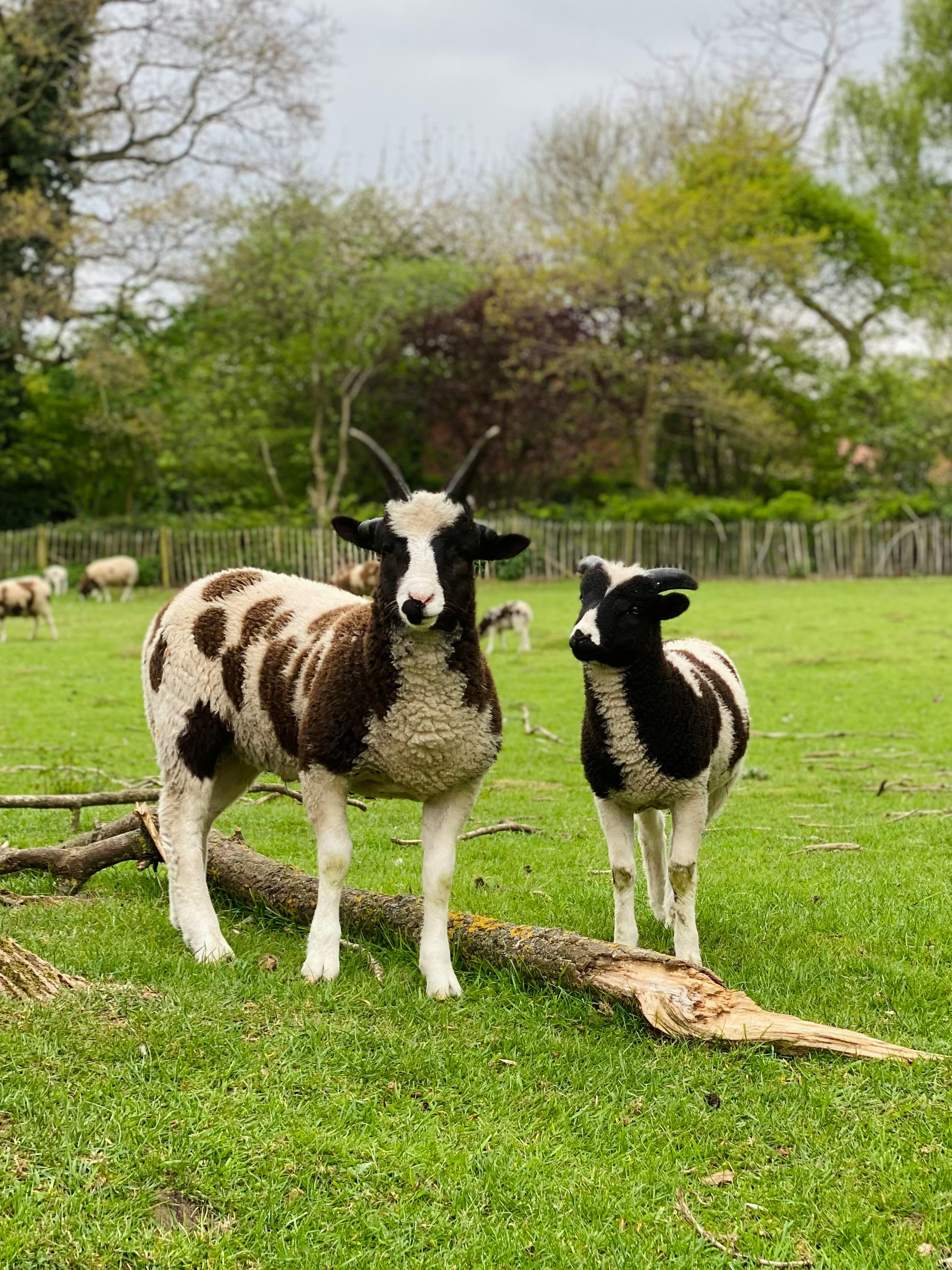 Two Jacob sheep standing on a lush, green pasture with trees in the background.