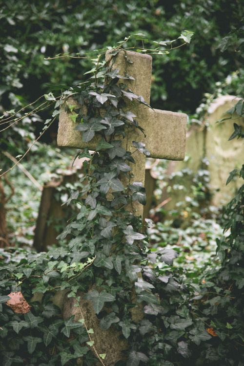 Free A cemetery cross enveloped in English ivy at Highgate Cemetery, London, England. Stock Photo