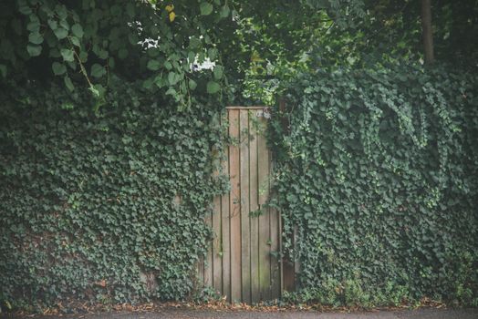 Wooden gate surrounded by dense green ivy creates a secret garden vibe in London.