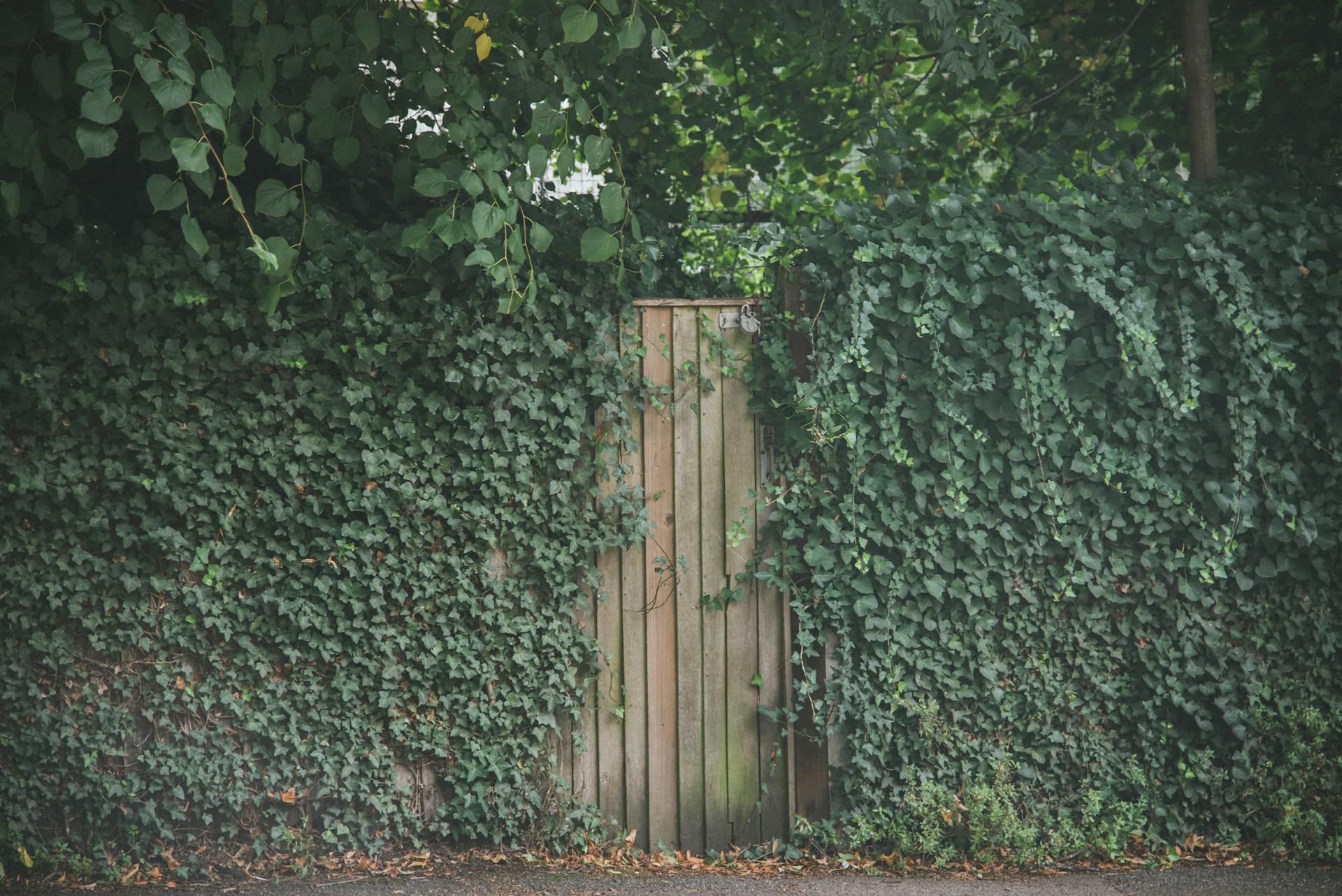 Free stock photo of english ivy, london, secret garden