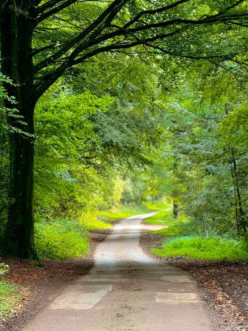 Free A tranquil forest path surrounded by lush green foliage, ideal for nature enthusiasts and hikers. Stock Photo