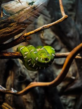 snake photo