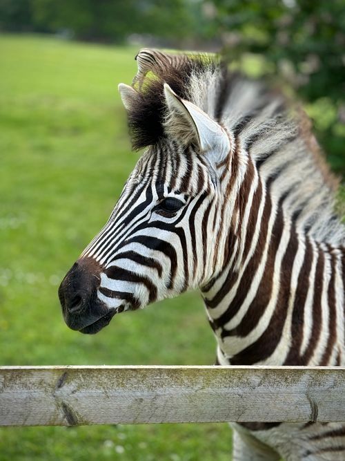 Free Close-up of a zebra with distinct stripes in a grassy area, exuding calm and beauty. Stock Photo