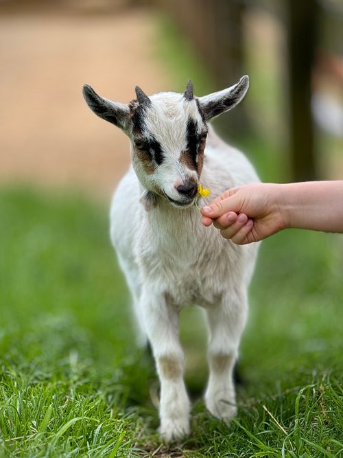 Free A young goat kid playfully nibbles on a flower offered by a child's hand outdoors. Stock Photo