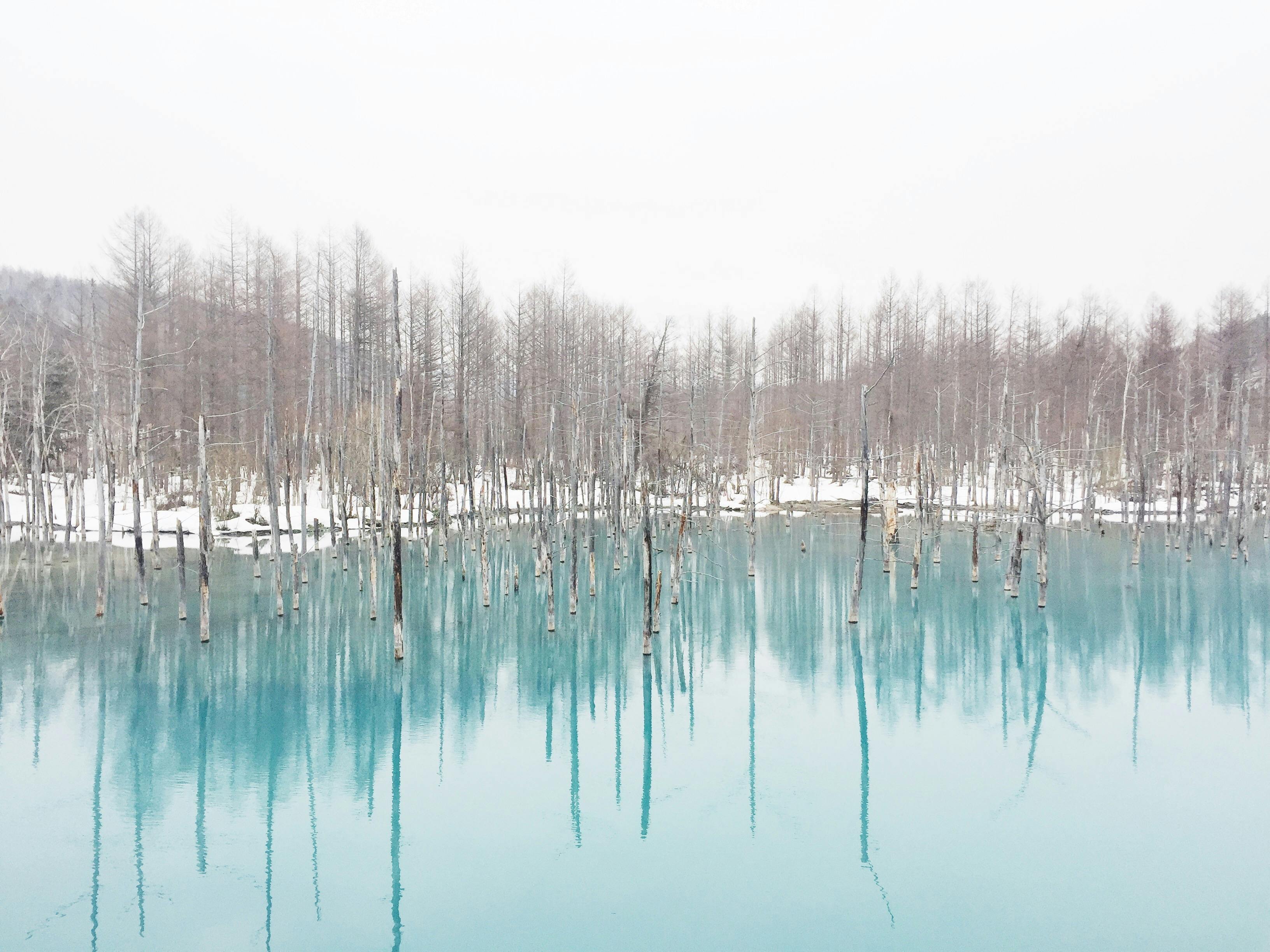 Winter view of tranquil blue pond surrounded by bare trees, reflecting a peaceful atmosphere.