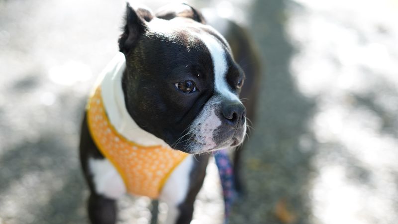 Koda - photo 1