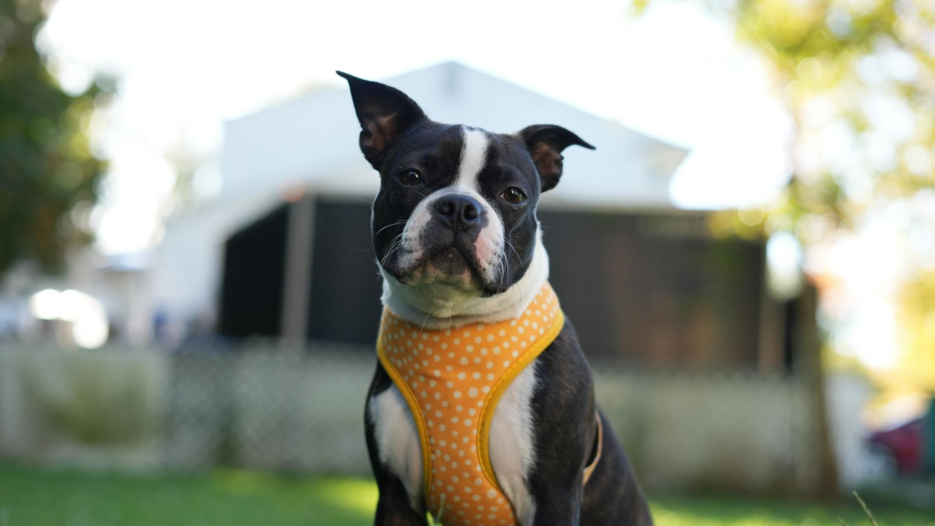 Boston terrier puppy