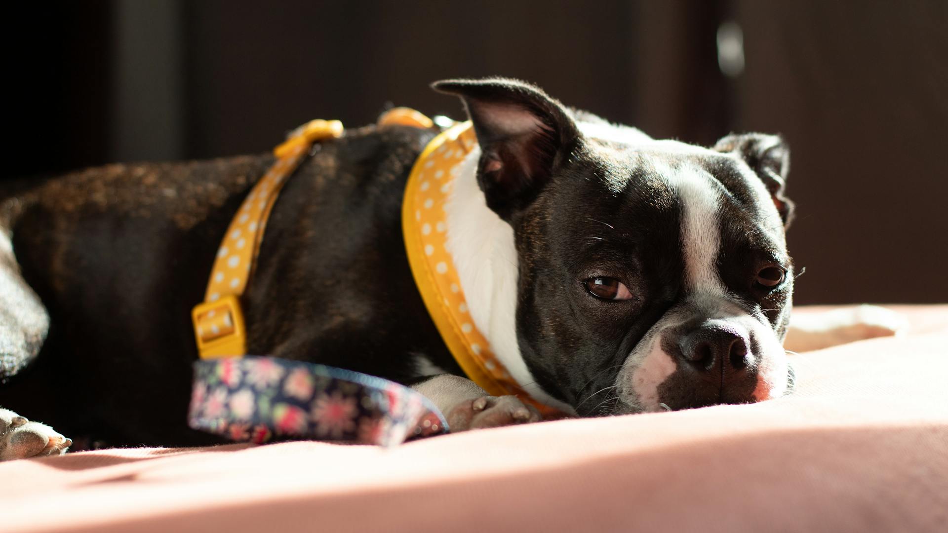 Boston terrier puppy