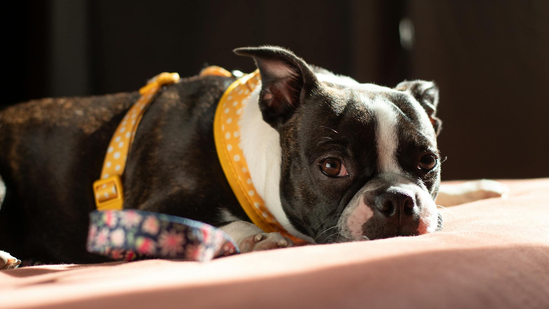 Boston terrier puppy