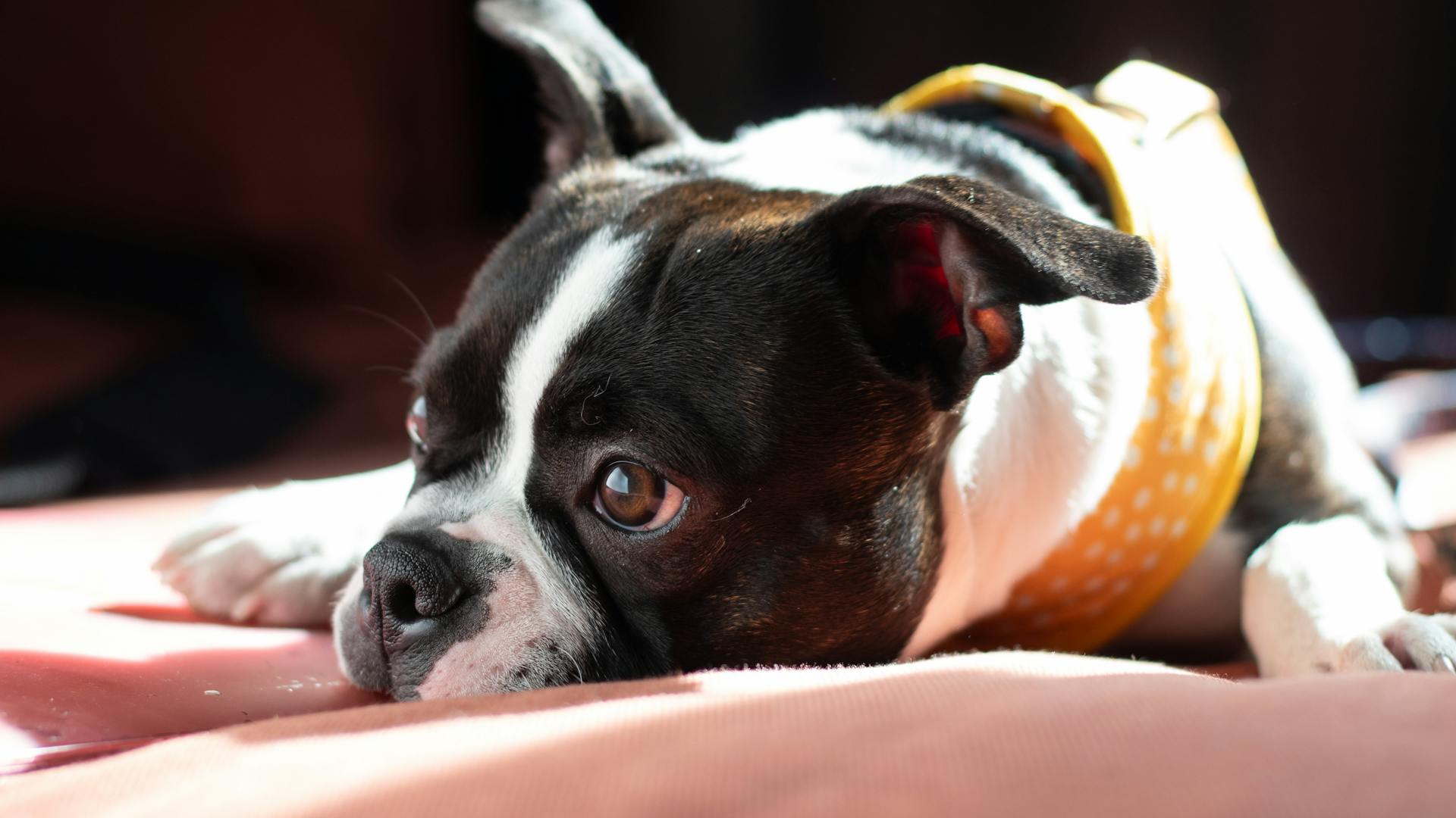 Cute Boston Terrier with floppy ears relaxing indoors on a sunny day.