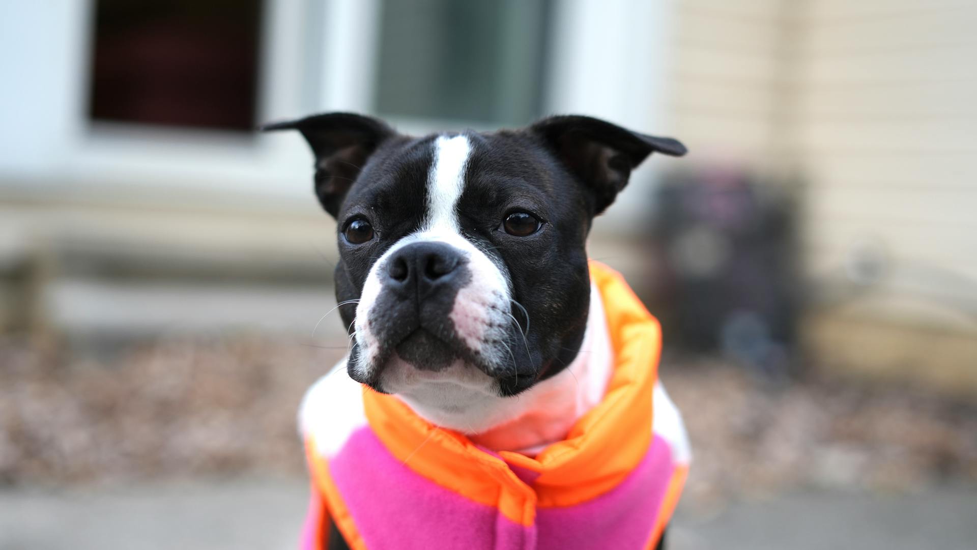 Boston terrier puppy