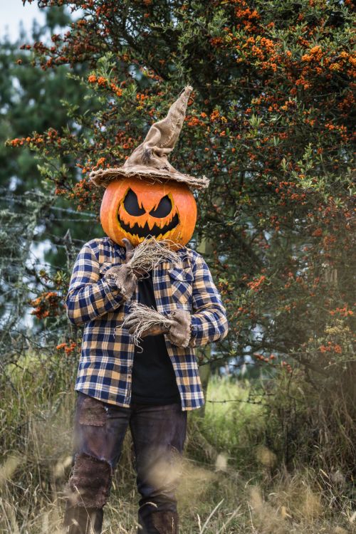 Free Halloween scarecrow with a carved pumpkin head in a forest setting, perfect for spooky themes. Stock Photo
