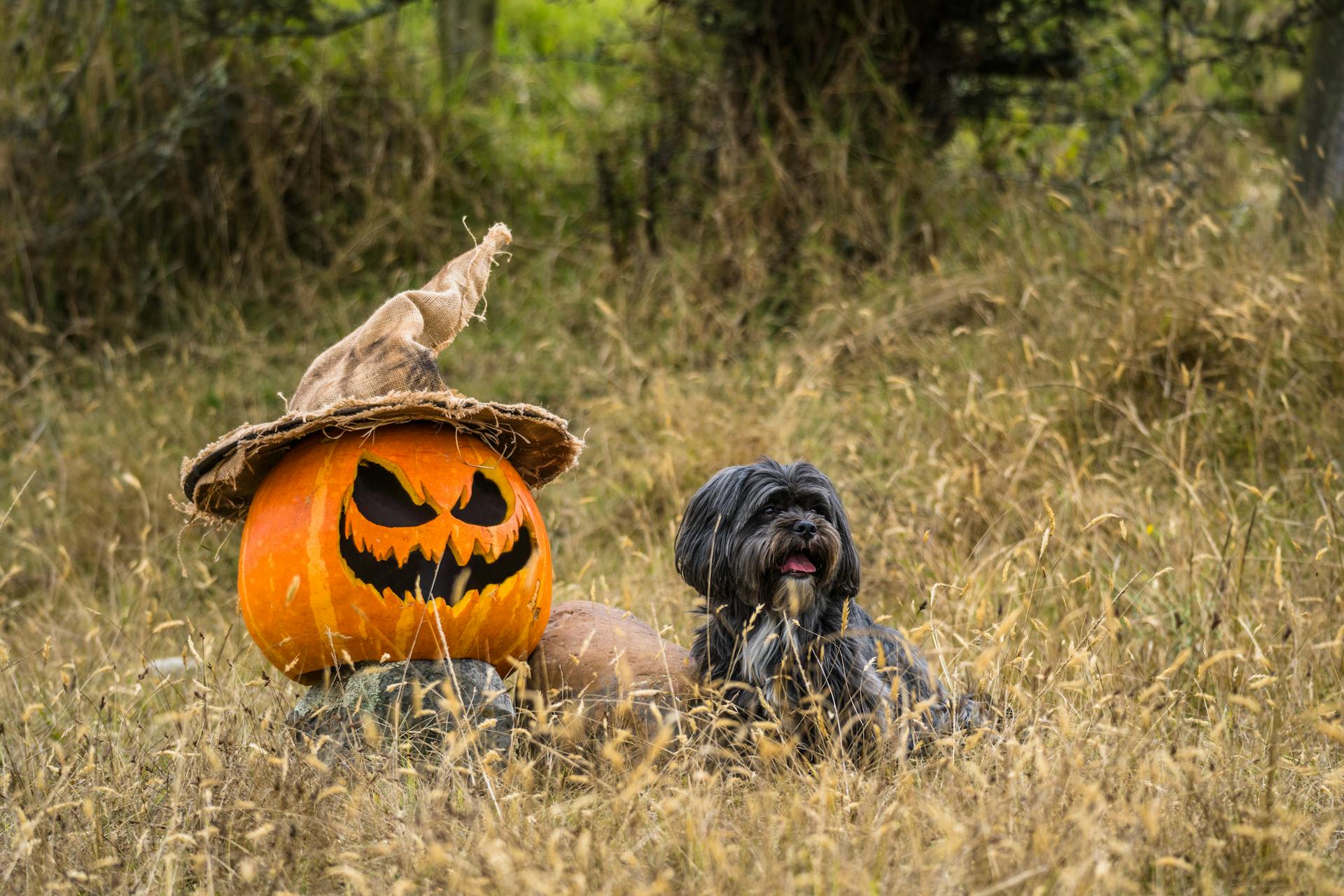 A Halloween pumpkin with a dog in a rural field, Guasca, Colombia.