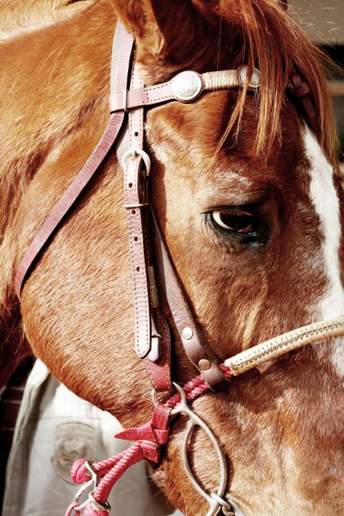 Free Detailed close-up shot of a brown horse's face with a leather bridle. Stock Photo