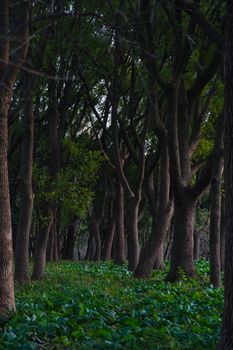 A serene view of a dense forest grove featuring tall trees and lush green underbrush, creating a natural escape.