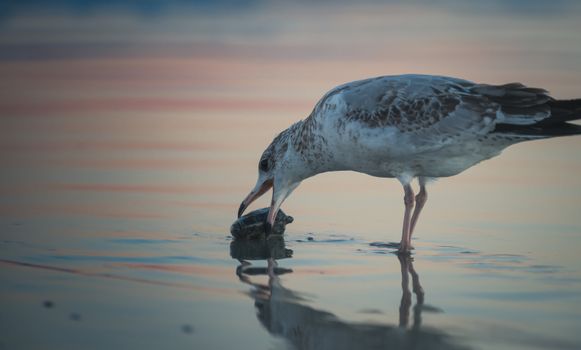 A seagull feeding on a fish during a serene sunset at the beach, reflecting the peaceful atmosphere.