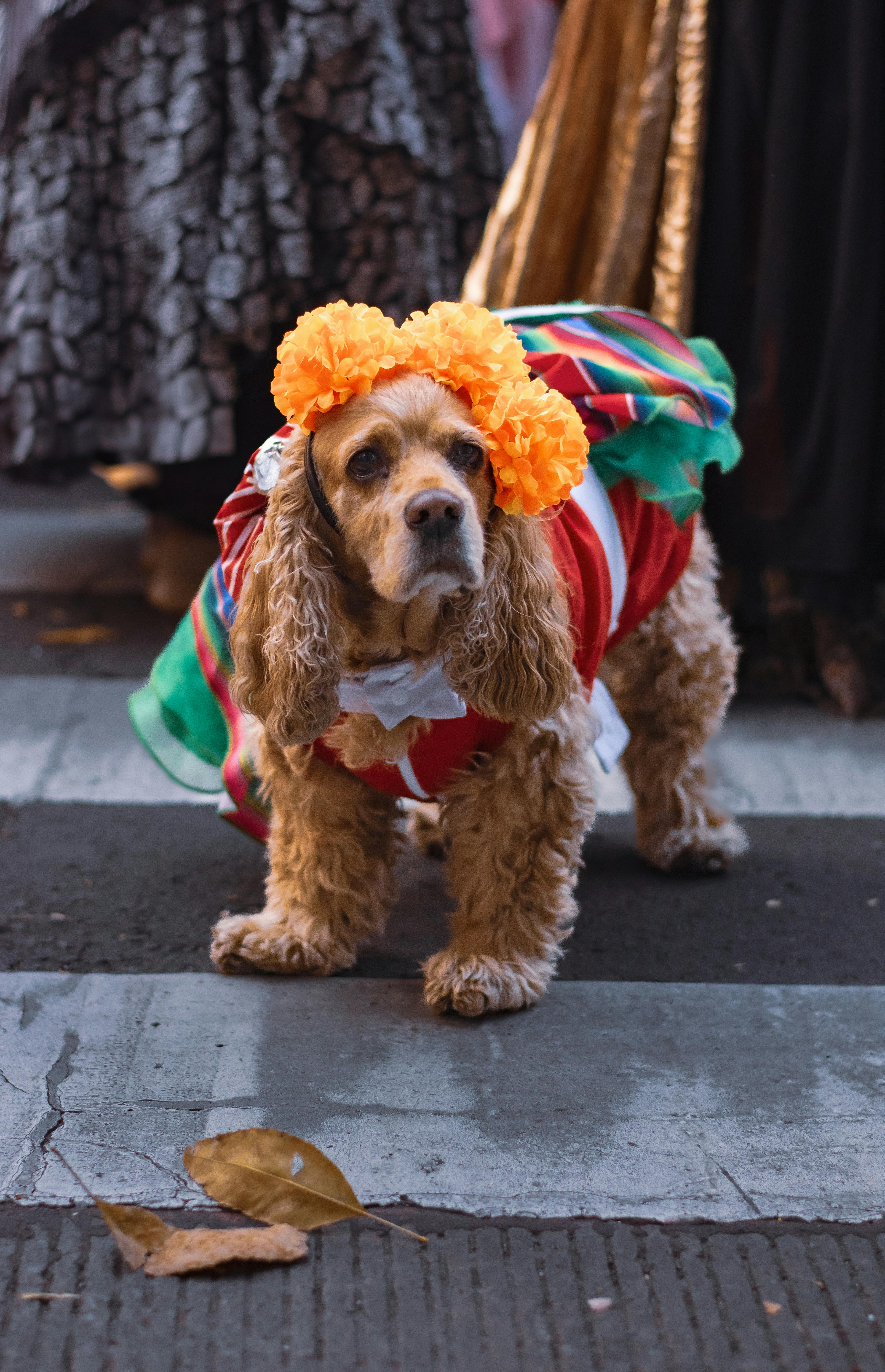 dog in festive costume at dia de muertos parade