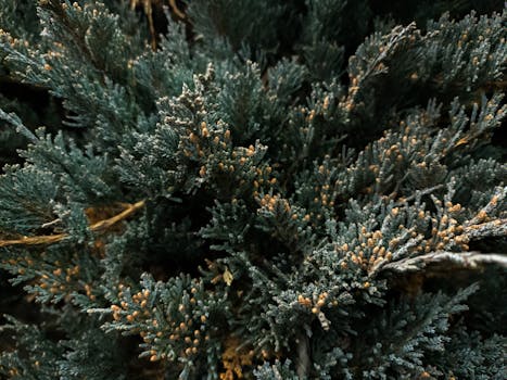 Detailed close-up of cedar tree foliage in Banff, showcasing texture and rich green tones.