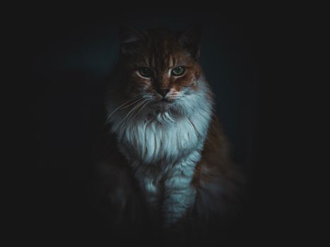 Dramatic portrait of a long-haired cat engulfed in shadows, capturing its intense gaze.