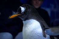 Close-up of Gentoo Penguin in Dim Lighting