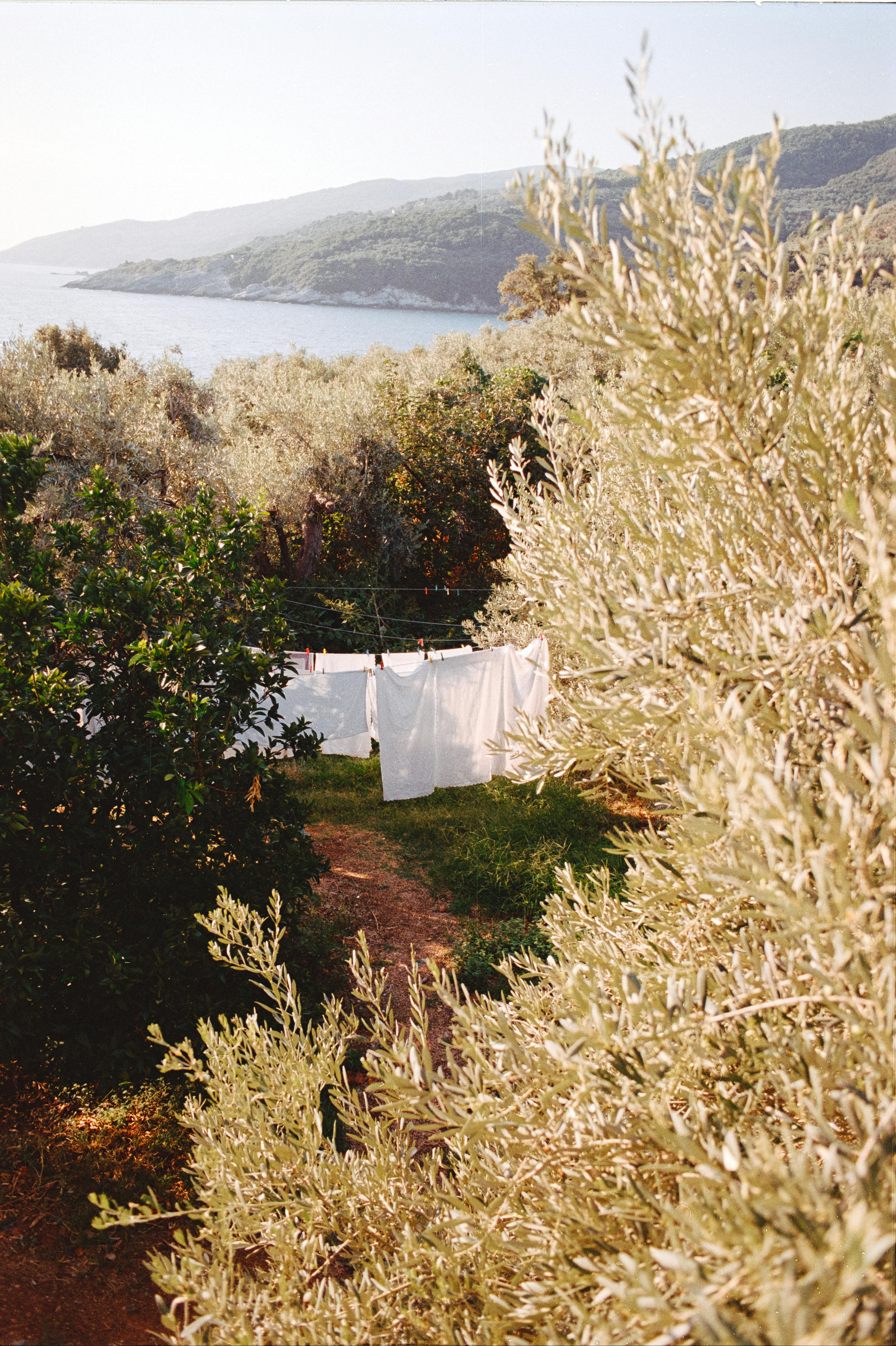 Serene view of laundry drying among olive trees by the sea.