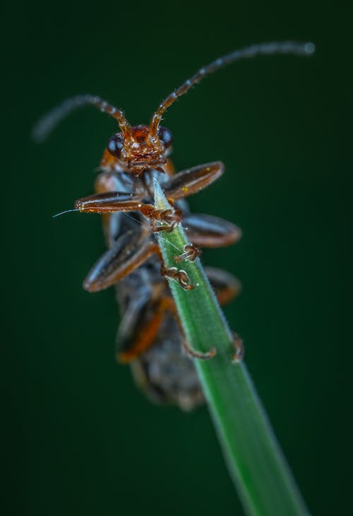 Yaprak üzerindeki Böceğin Yakın çekim Fotoğrafçılığı