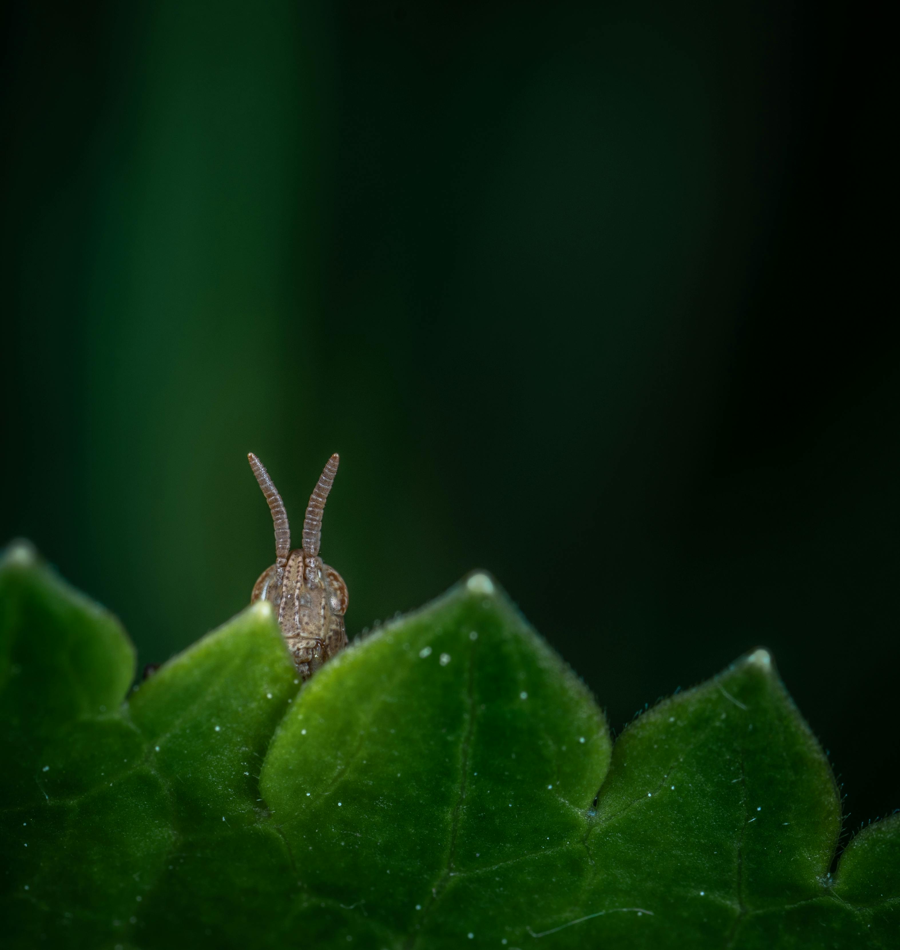 一张详细的宏观照片中，一只小昆虫正窥视着一片郁郁葱葱的绿叶