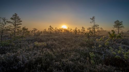 Free Tranquil sunrise over a misty bog and pine forest, capturing the beauty of nature. Stock Photo
