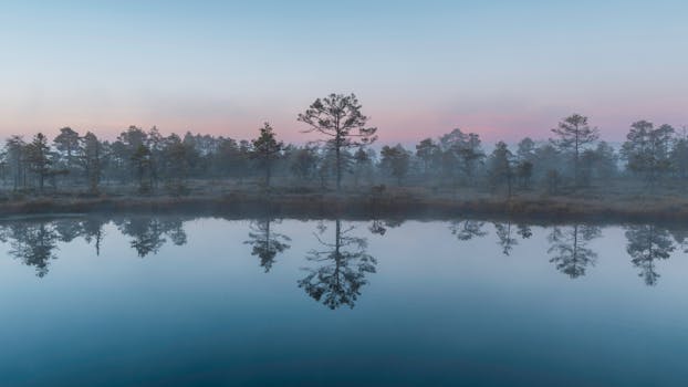 A tranquil sunrise reflecting over a mist-covered bog lake with surrounding trees.