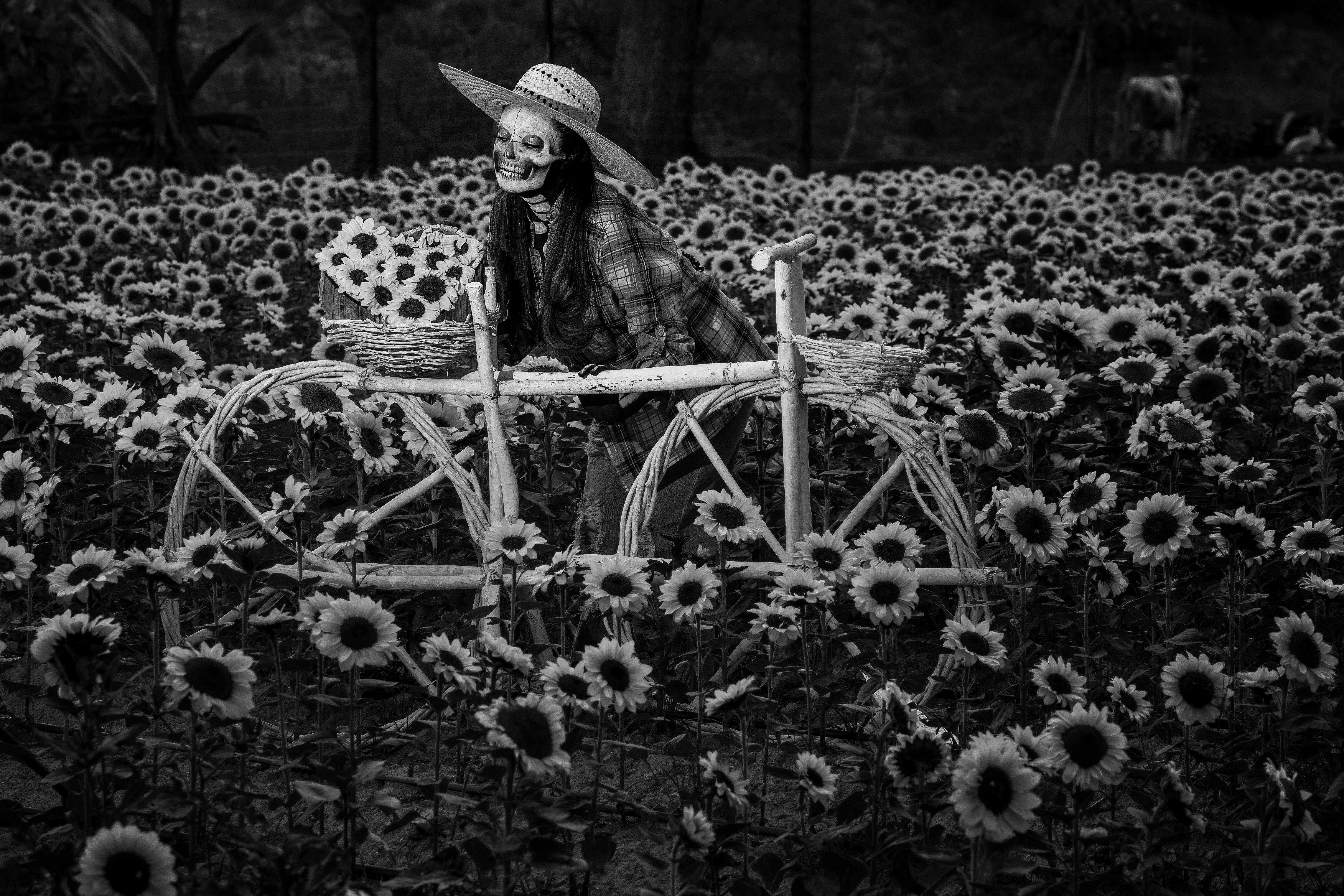 Black and white photo of a Catrina in a sunflower field in Tlaxcala, Mexico.