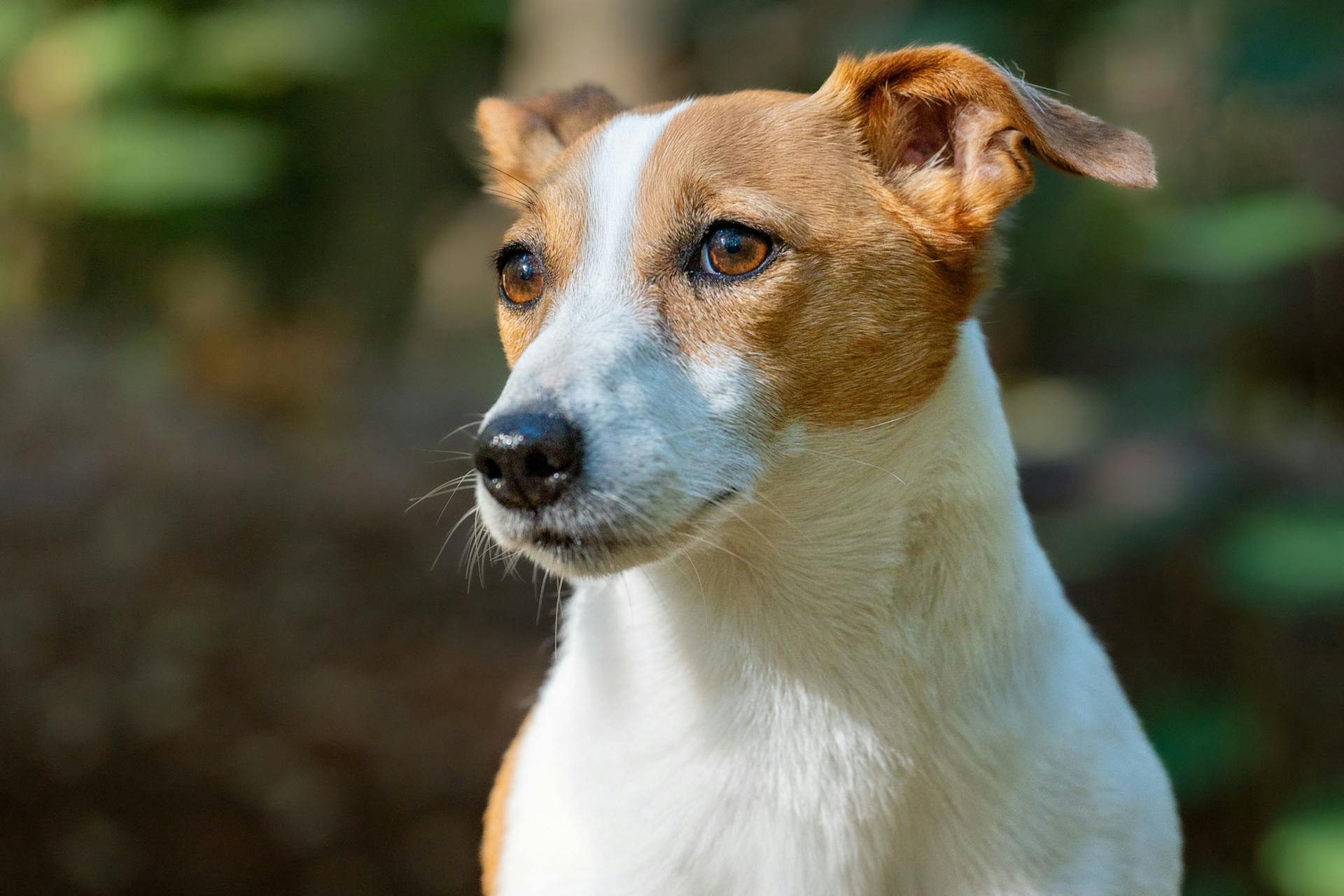 A Jack Russell Terrier looking intently outdoors, showing alertness and curiosity.