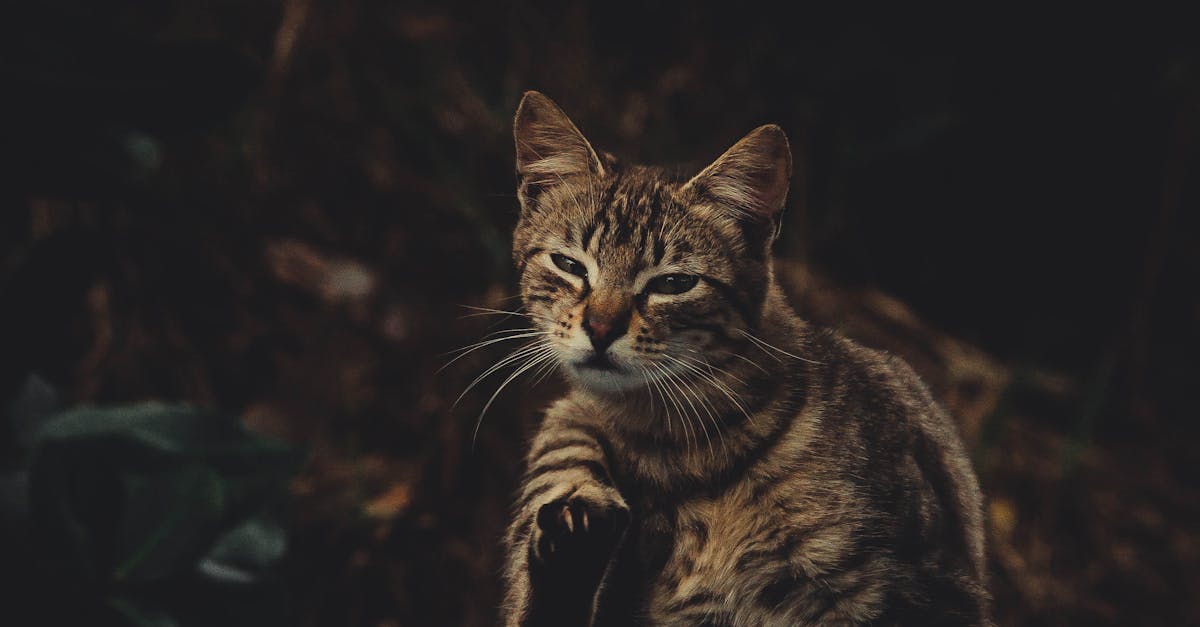 How to discipline a cat for scratching you