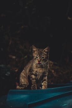 在自然的户外环境中，一只虎斑猫张开舌头，其特写展示了它身上的条纹和胡须